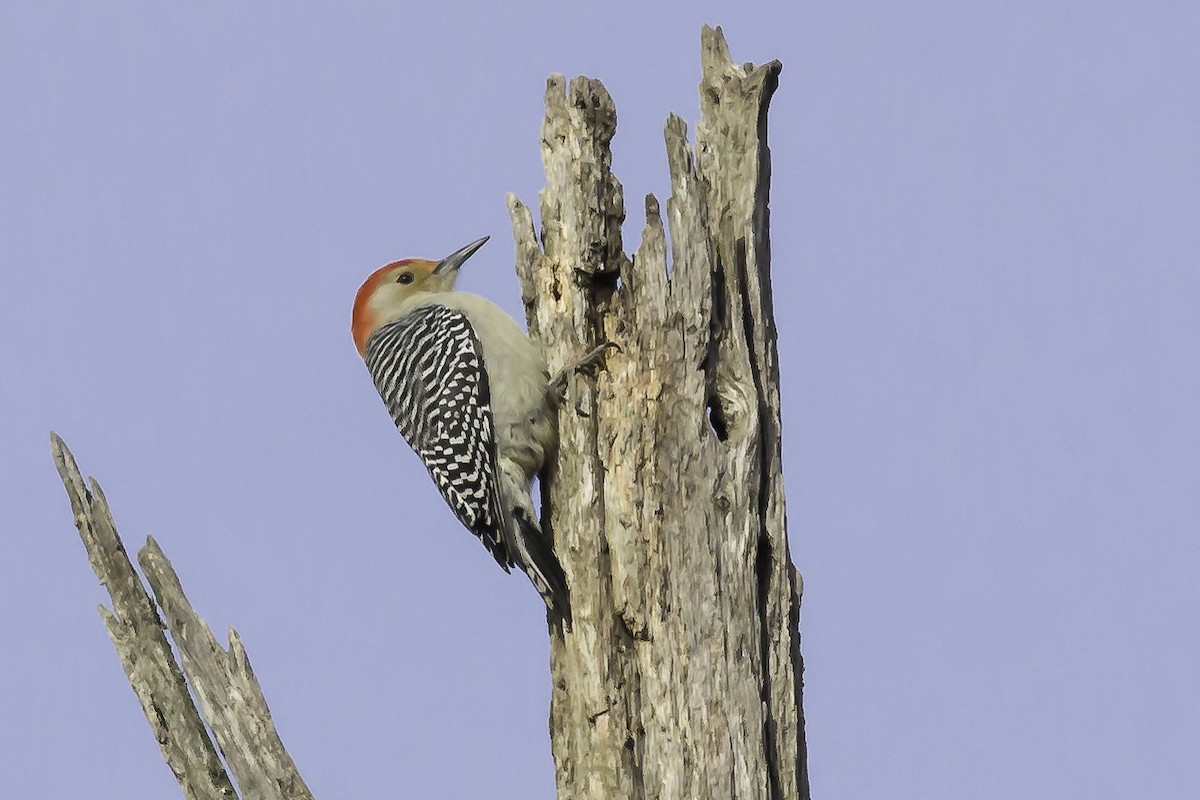 Red-bellied Woodpecker - Michael Newlon