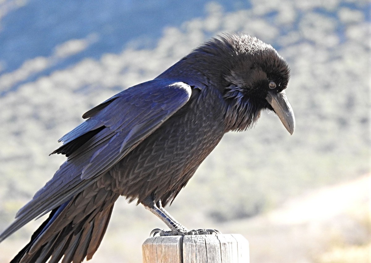 Common Raven - ML132679971