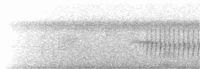 White-bellied Antbird - ML132680241