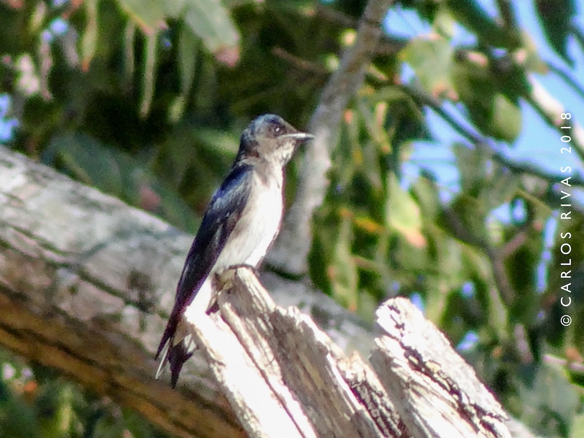 Gray-breasted Martin - Anonymous