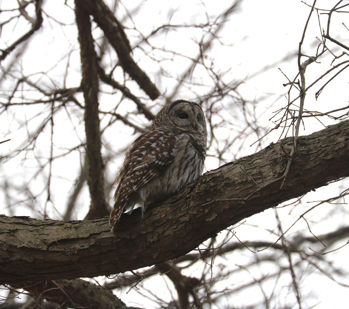 Barred Owl - ML132682411