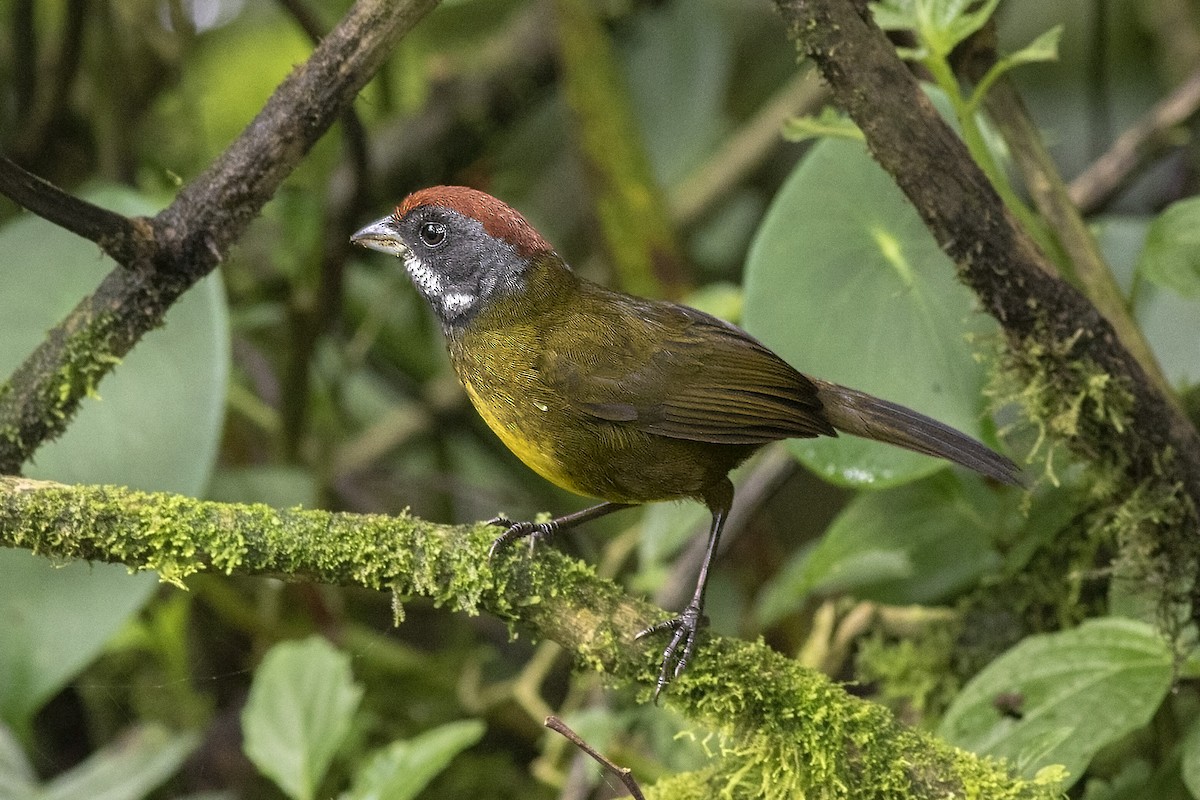 Sooty-faced Finch - ML132683101