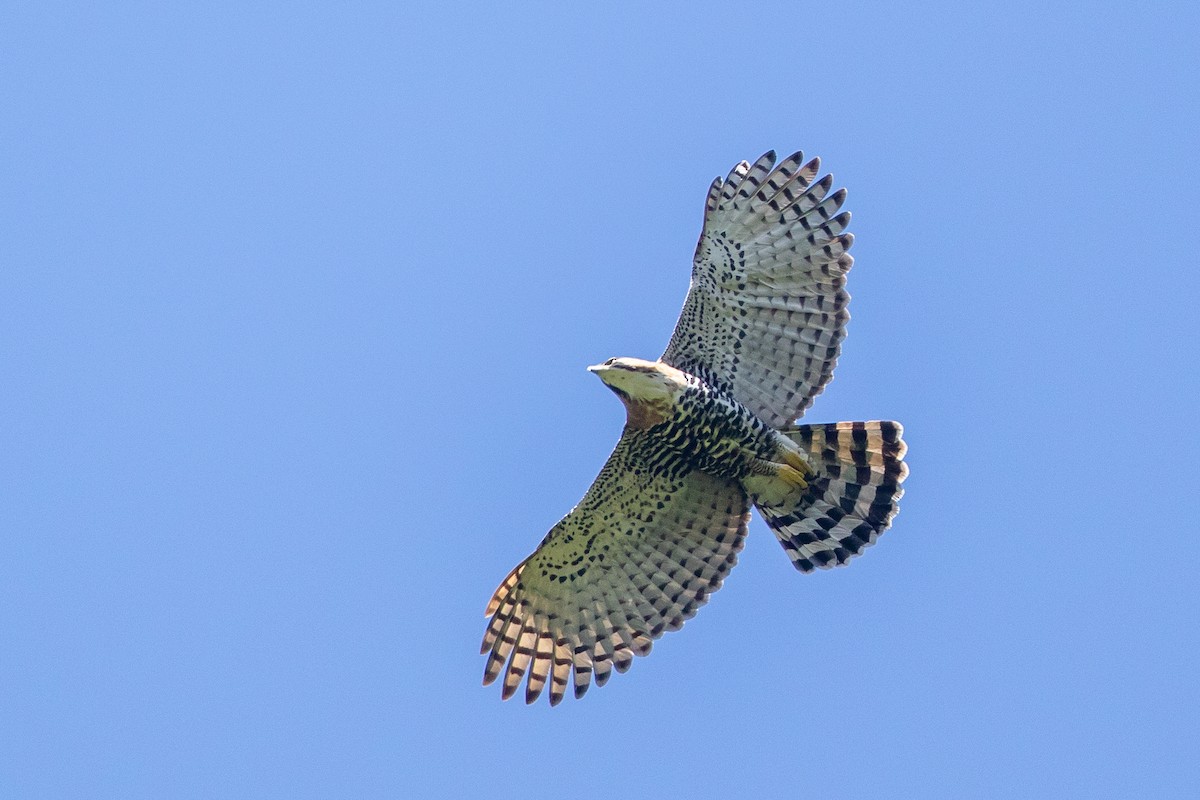 Ornate Hawk-Eagle - Cory Gregory