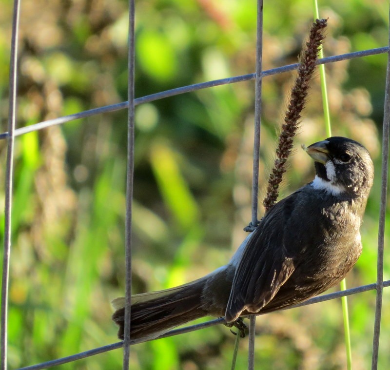 Double-collared Seedeater - ML132684441