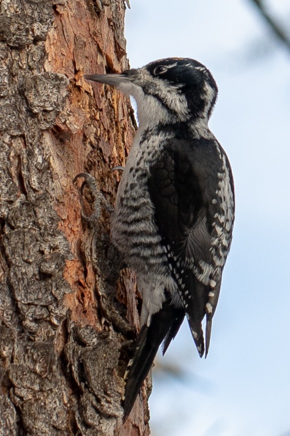 American Three-toed Woodpecker - Dissan Jayasumana