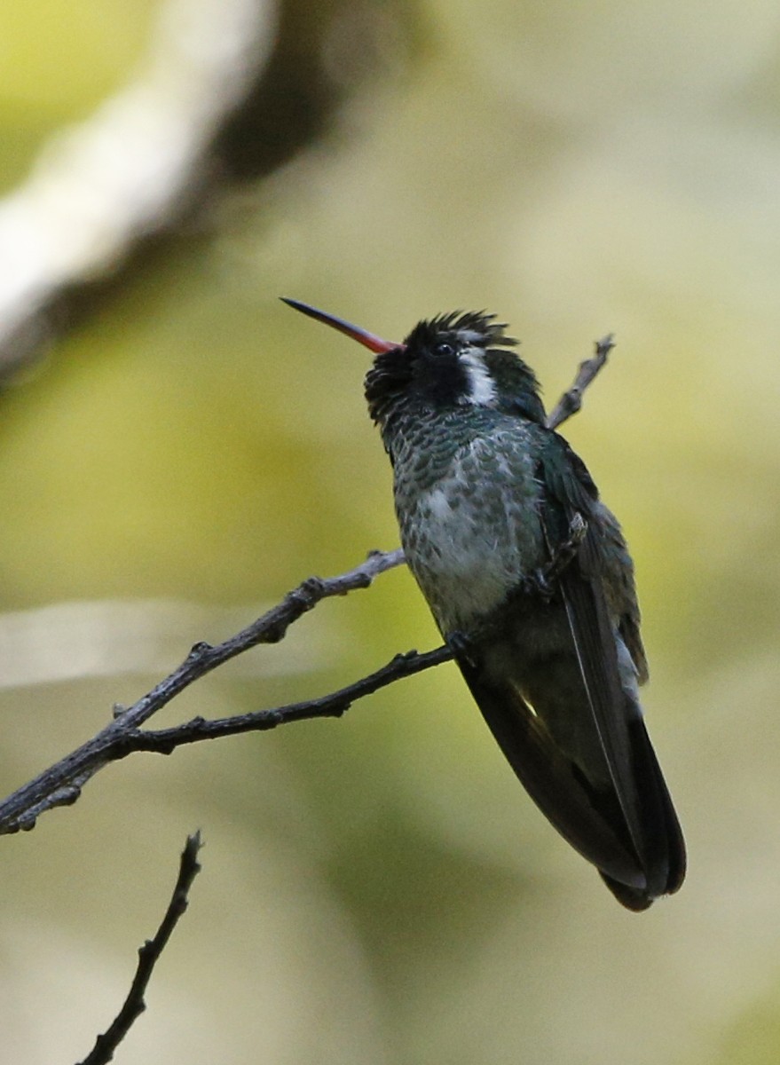 kolibřík bělouchý - ML132693501