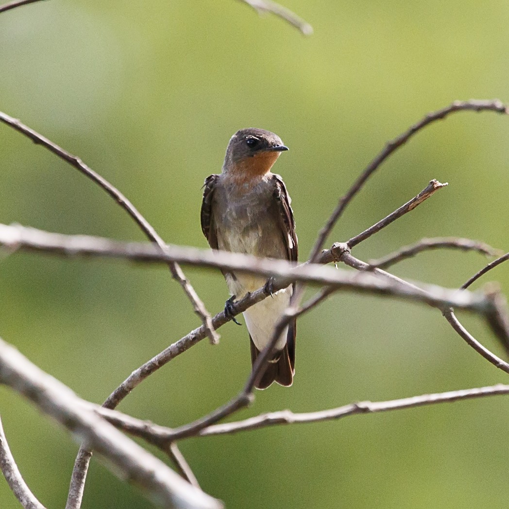 Southern Rough-winged Swallow - ML132694031