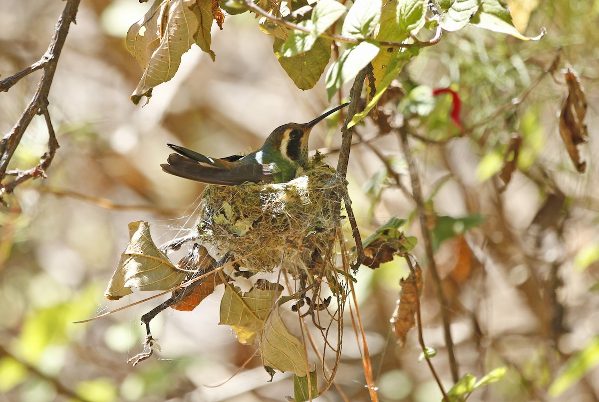 kolibřík bělouchý - ML132694151