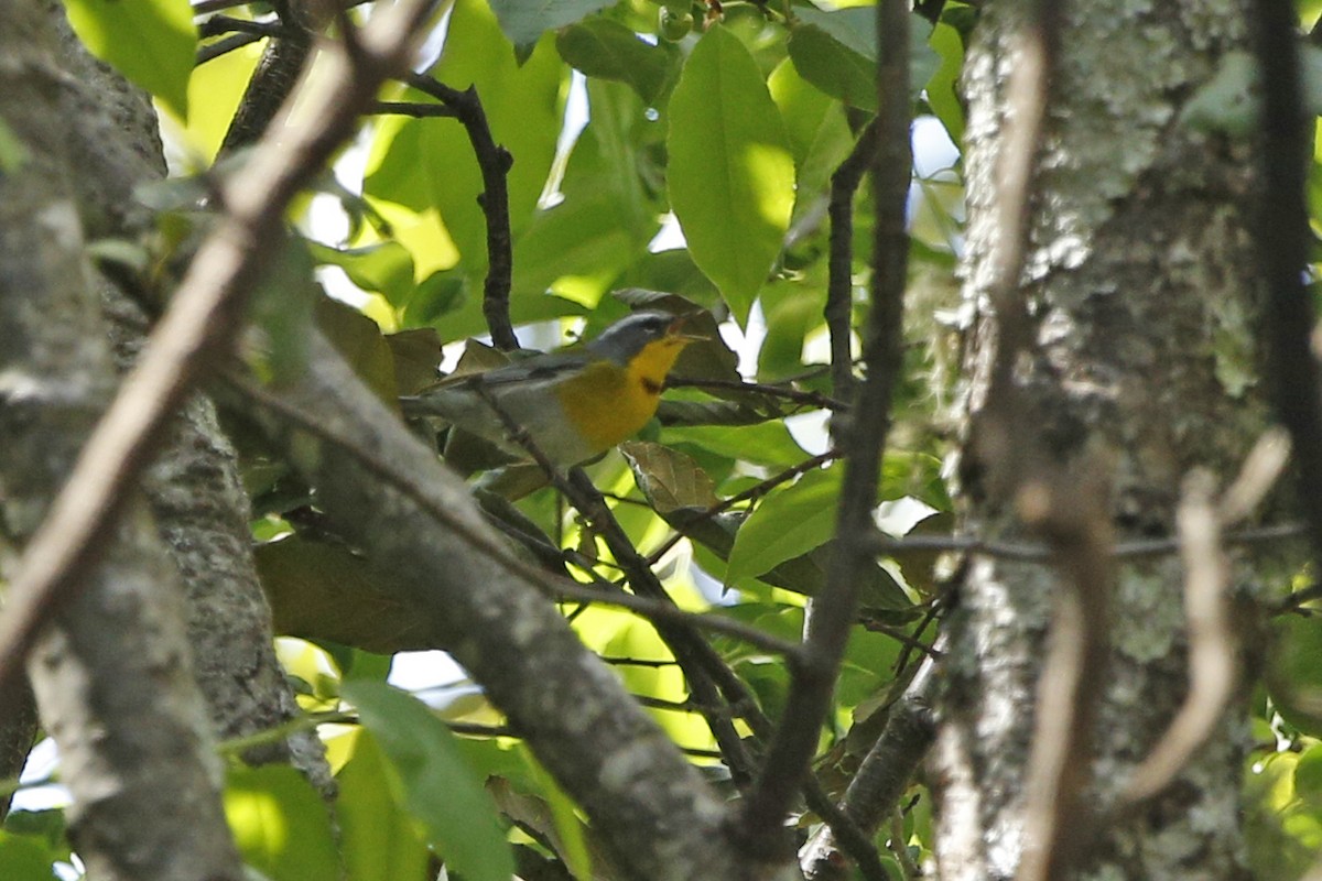 Crescent-chested Warbler - ML132694861