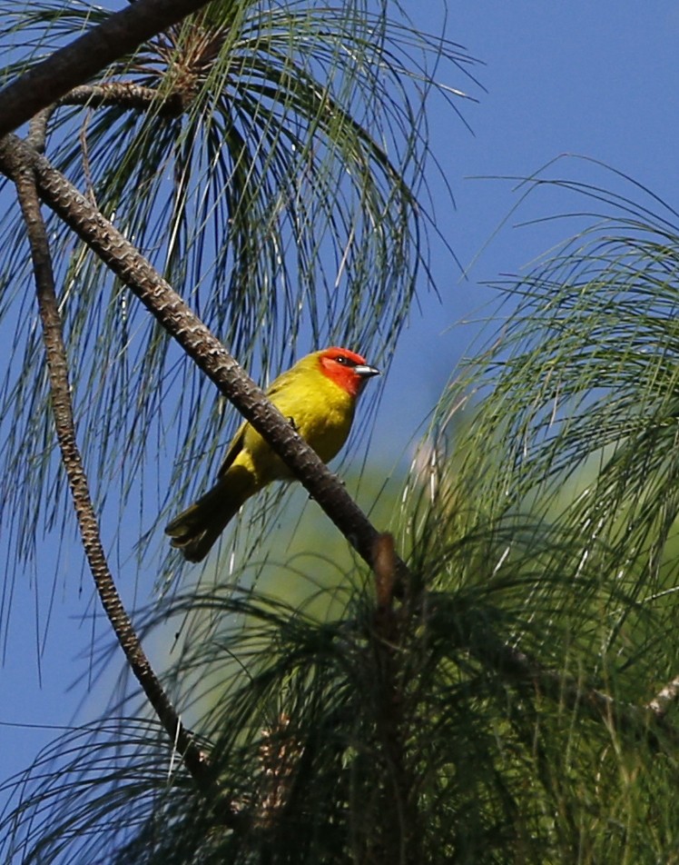 Red-headed Tanager - ML132695031