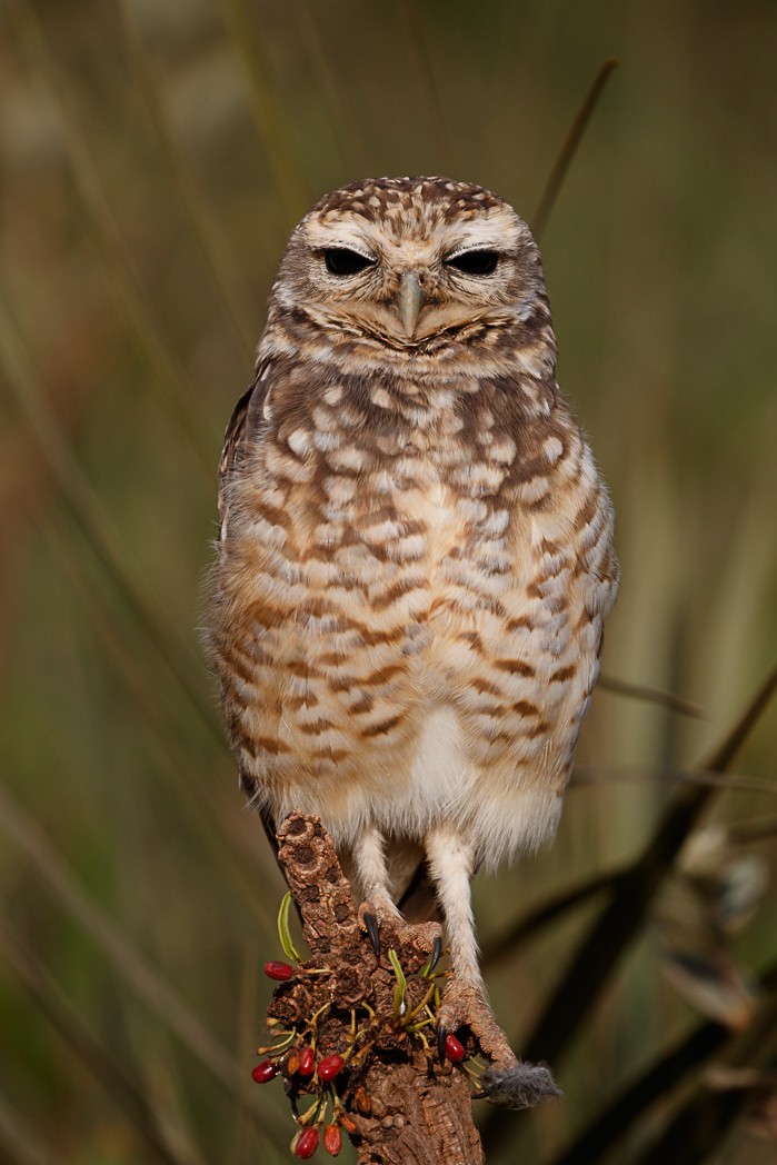 Burrowing Owl - ML132695921