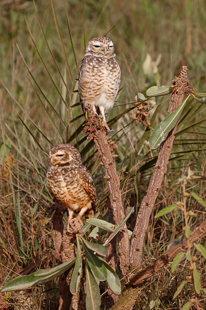 Burrowing Owl - ML132695951