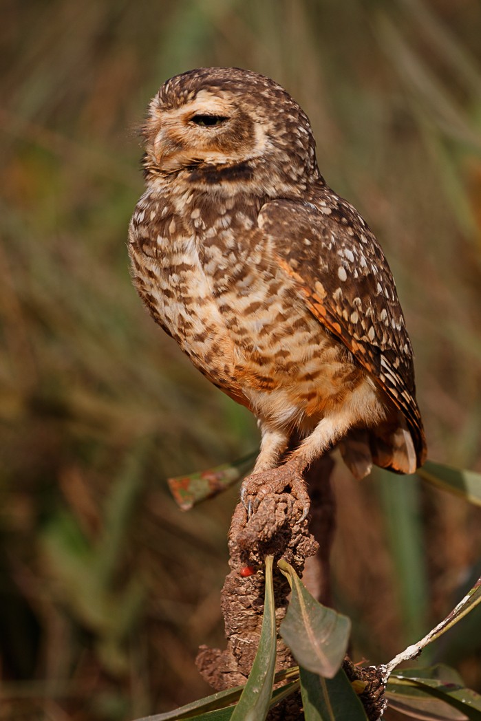 Burrowing Owl - ML132696061