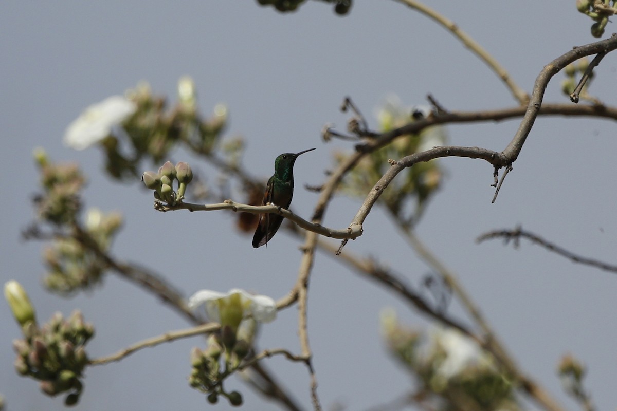 Berylline Hummingbird - ML132696291