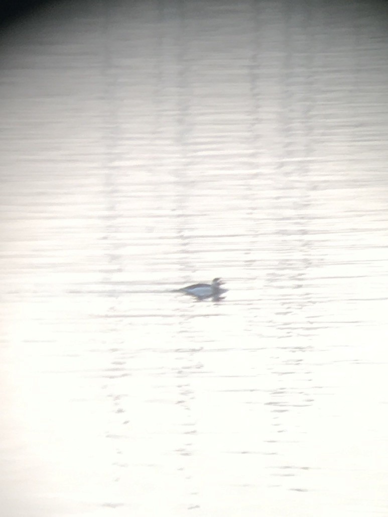 Long-tailed Duck - Robert Qually