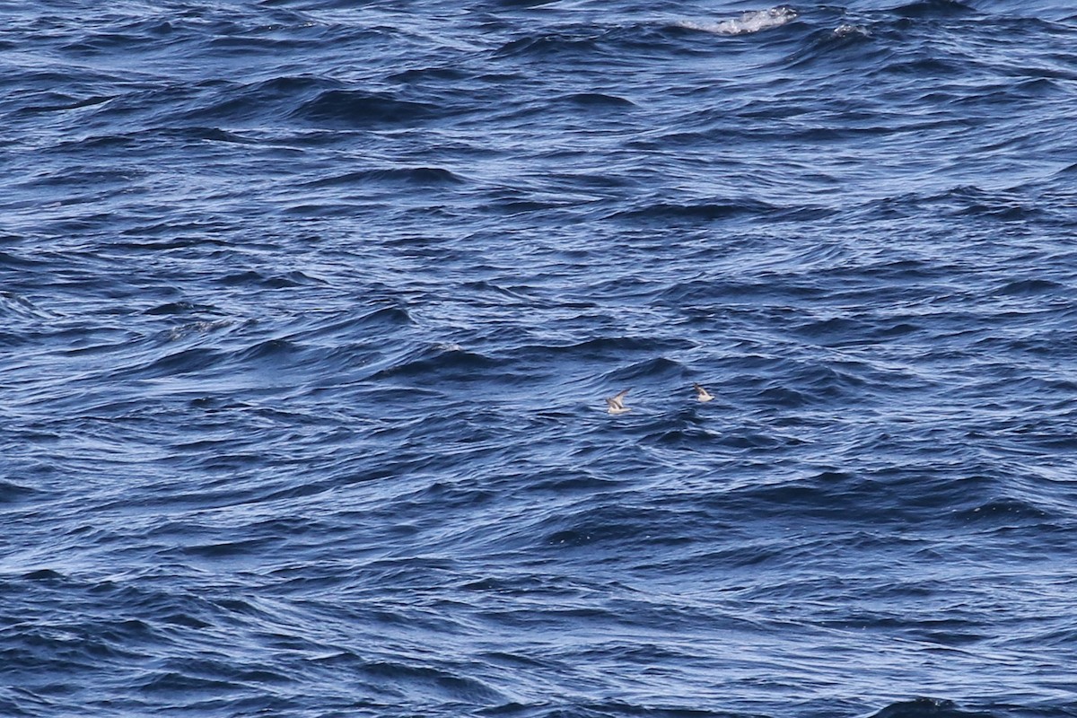 Fork-tailed Storm-Petrel - ML132700861