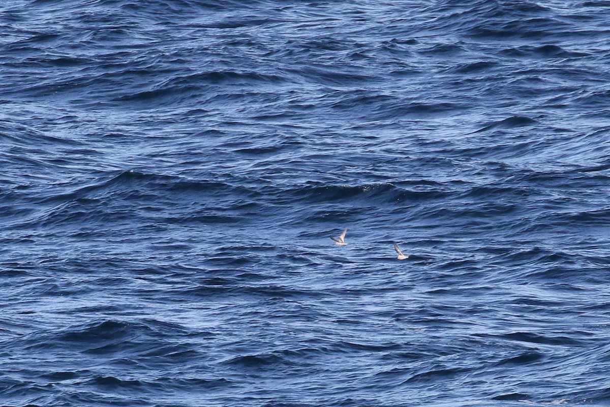 Fork-tailed Storm-Petrel - ML132700871