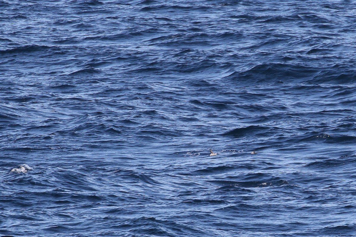 Fork-tailed Storm-Petrel - ML132700891
