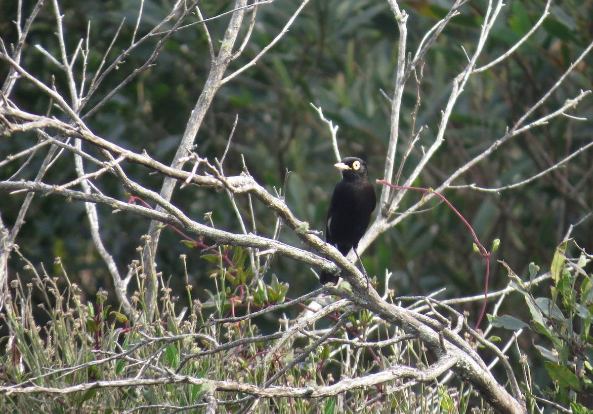 Spectacled Tyrant - ML132701261