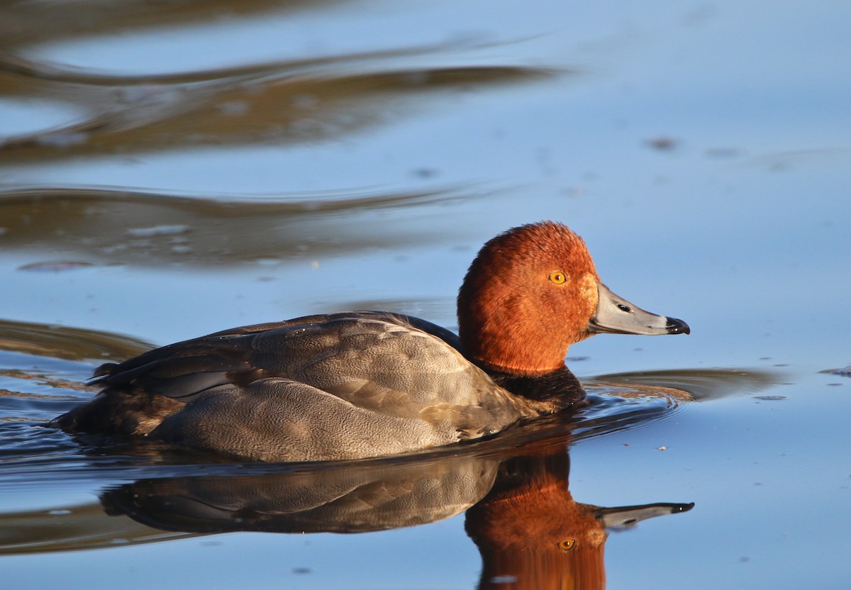 Redhead - Pair of Wing-Nuts