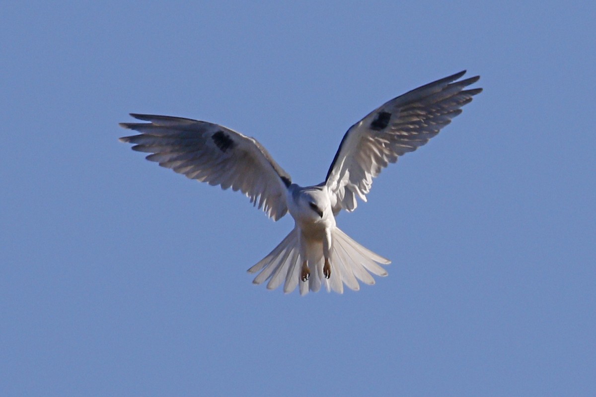 White-tailed Kite - ML132705151