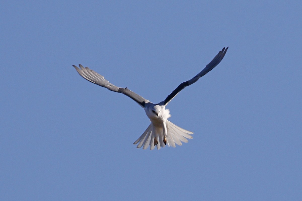 White-tailed Kite - ML132705171