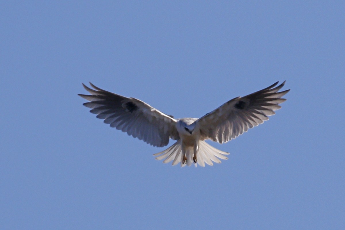 White-tailed Kite - ML132705181