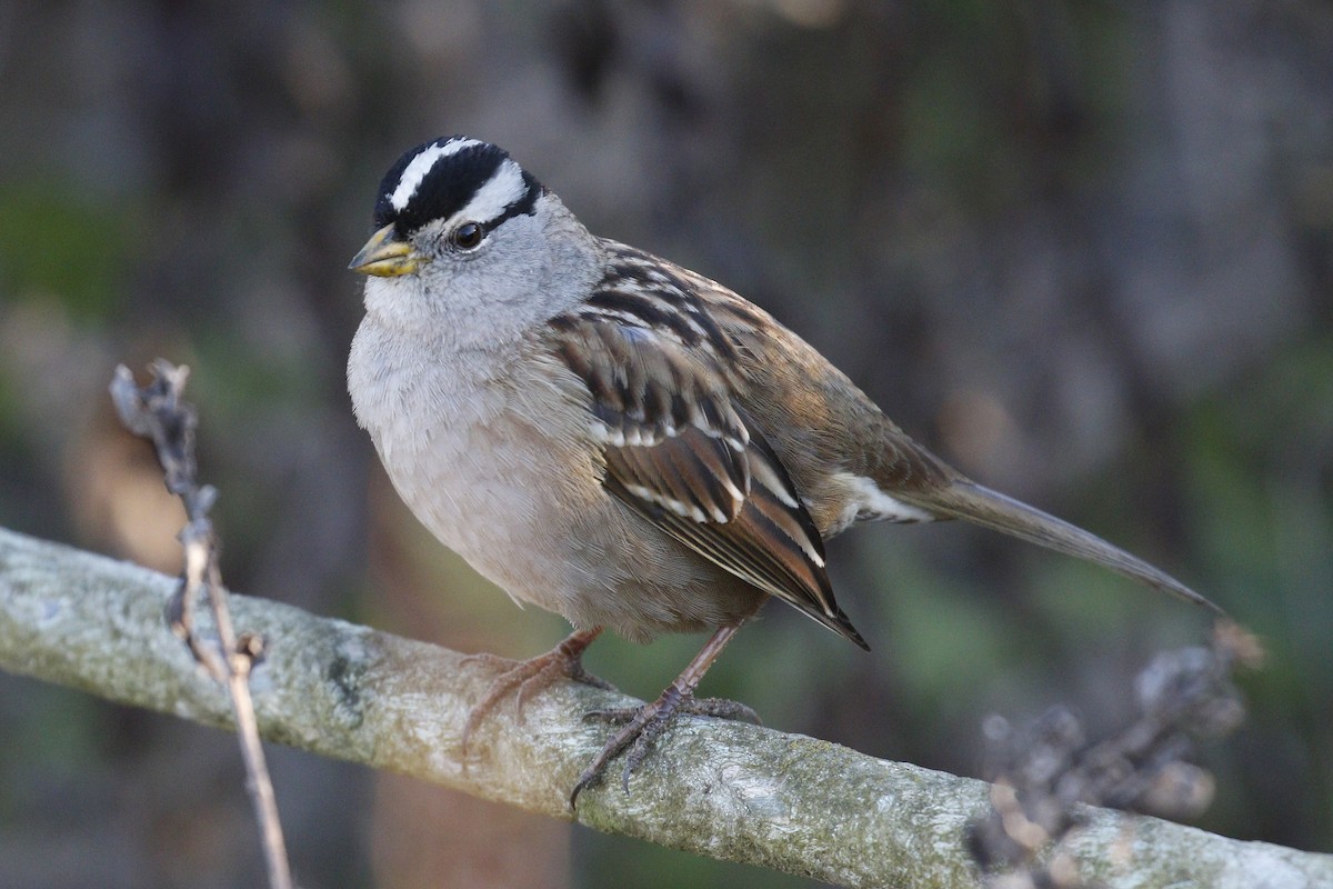 White-crowned Sparrow - Donna Pomeroy