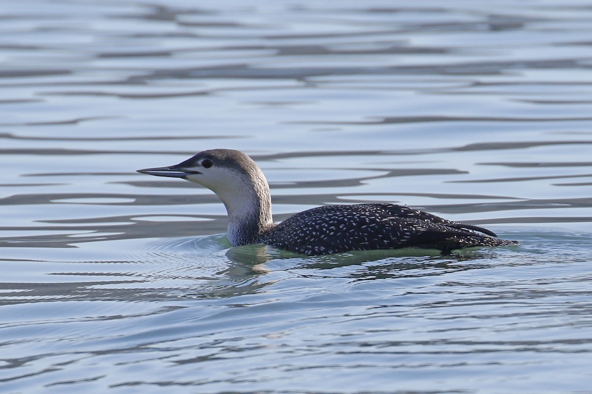 Red-throated Loon - Donna Pomeroy