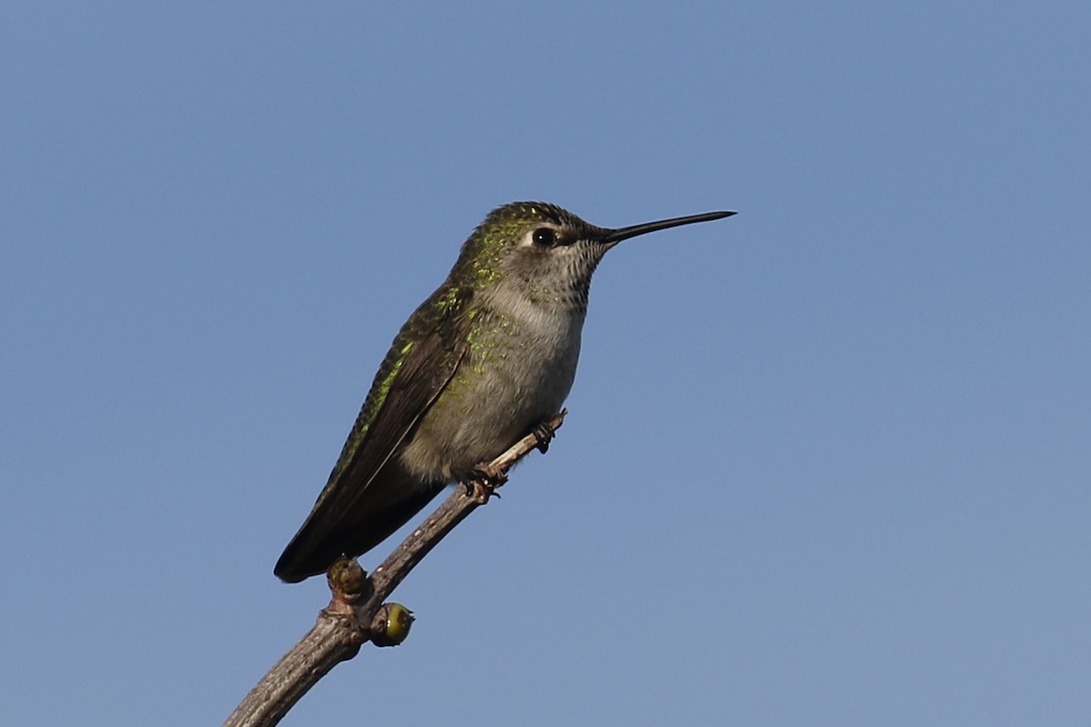 Anna's Hummingbird - Donna Pomeroy