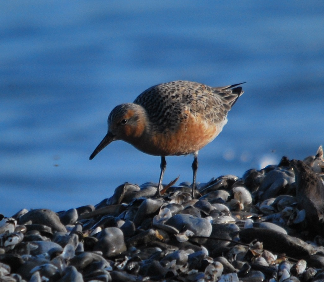 Red Knot - ML132708331