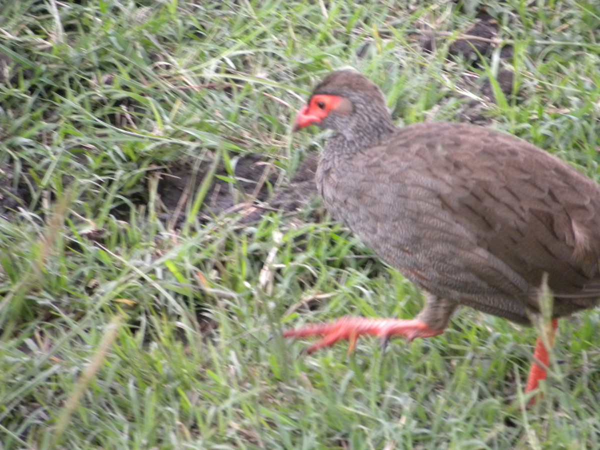 Red-necked Spurfowl - Keith Gregoire