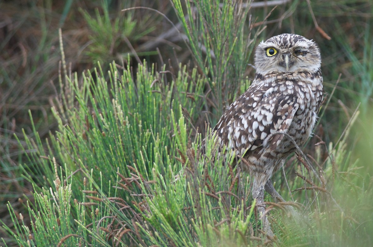 Burrowing Owl - ML132712881