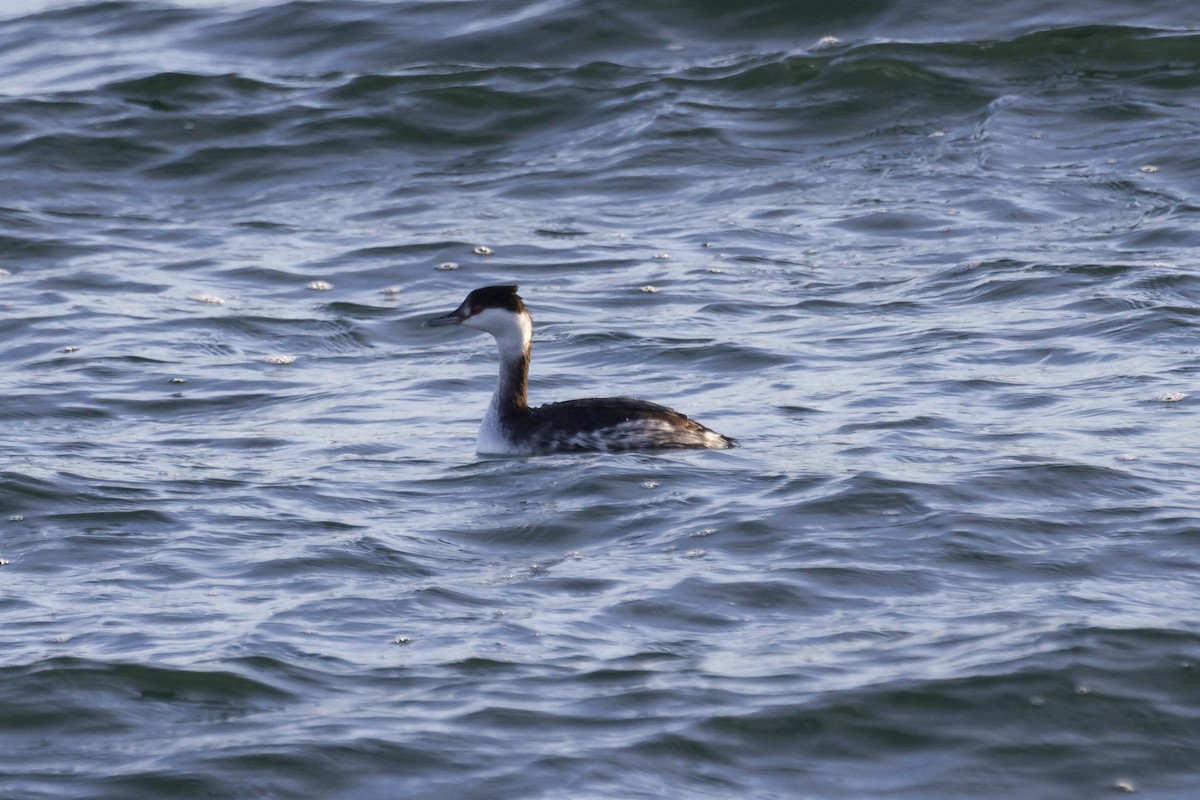 Horned Grebe - Zachary Person