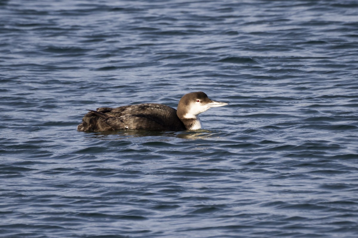Common Loon - Zachary Person