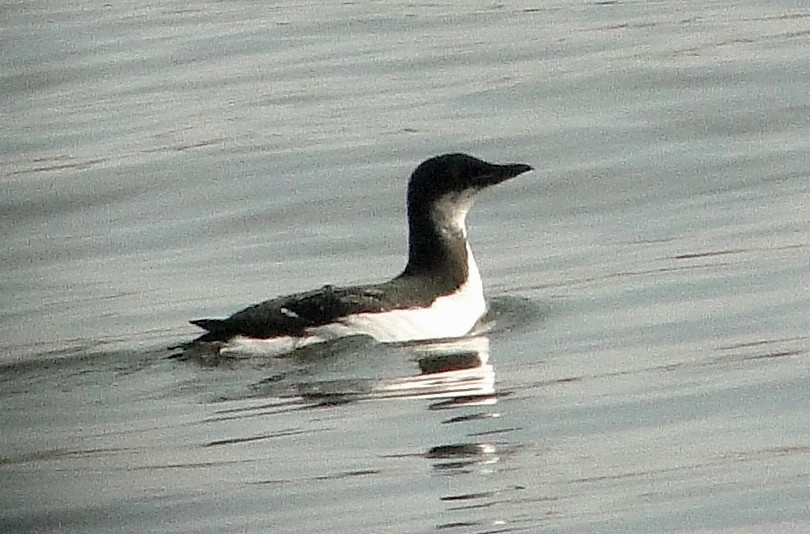 Thick-billed Murre - ML132713341