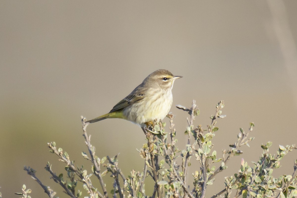 Palm Warbler (Western) - Zachary Person