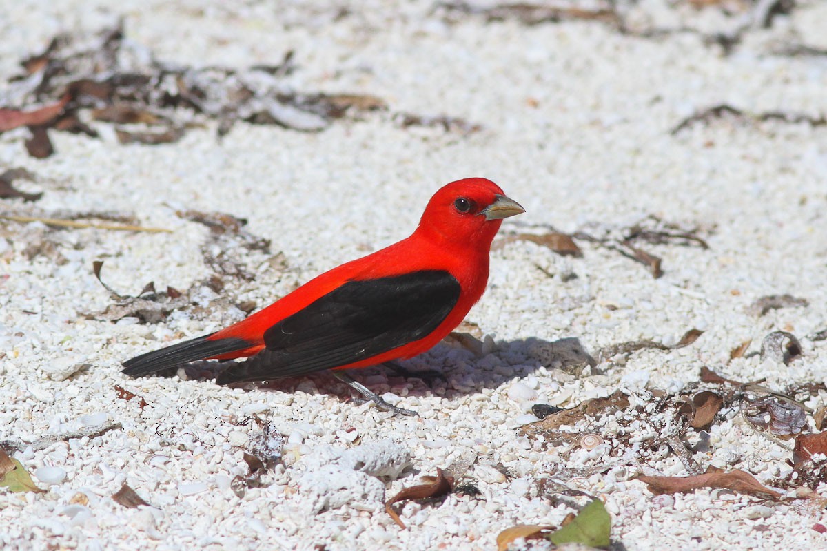 Scarlet Tanager - ML132714371