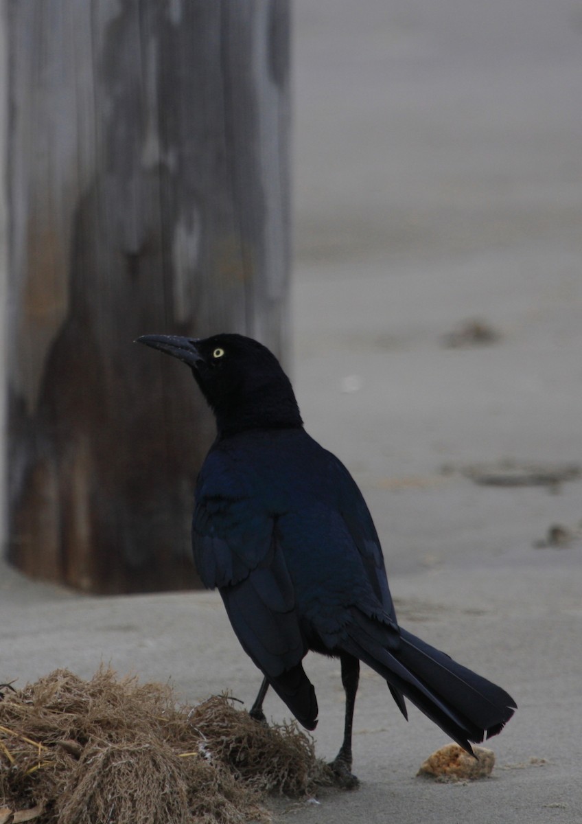 Great-tailed Grackle - ML132717591