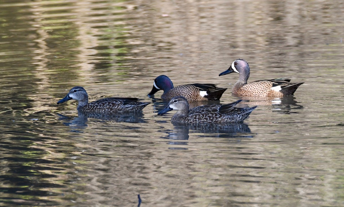 Blue-winged Teal - Adam Dudley