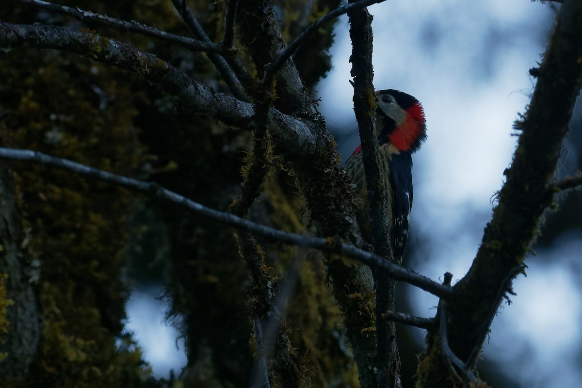 Crimson-naped Woodpecker - Vincent Wang