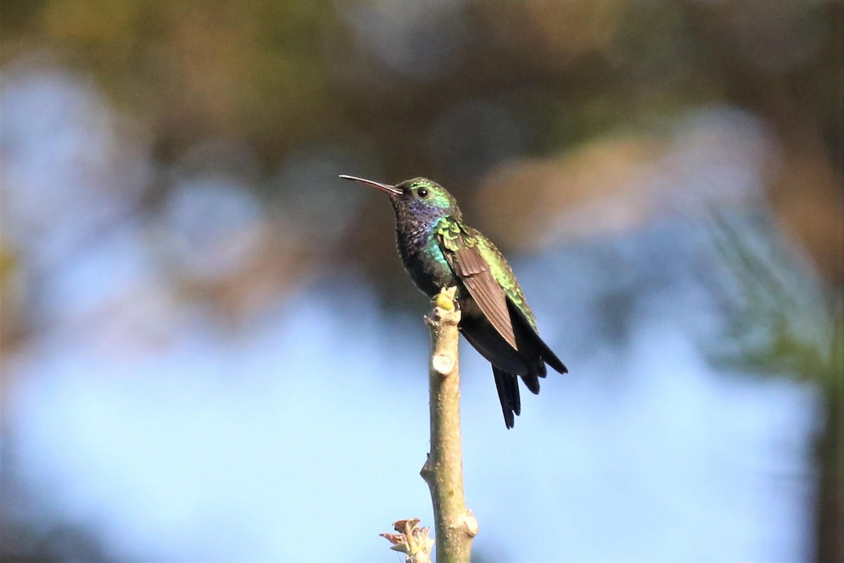 Sapphire-throated Hummingbird - Charles Davies