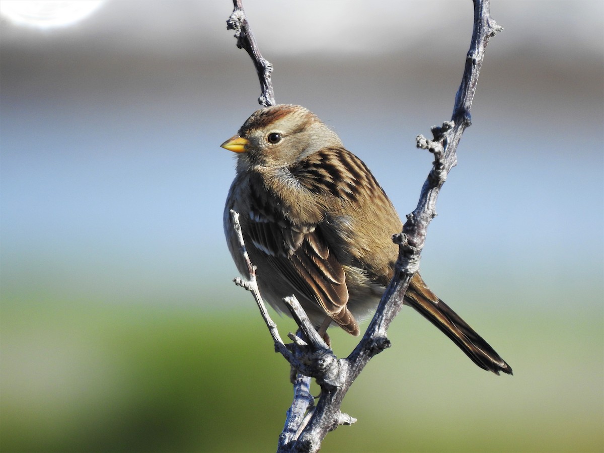 White-crowned Sparrow - ML132724591