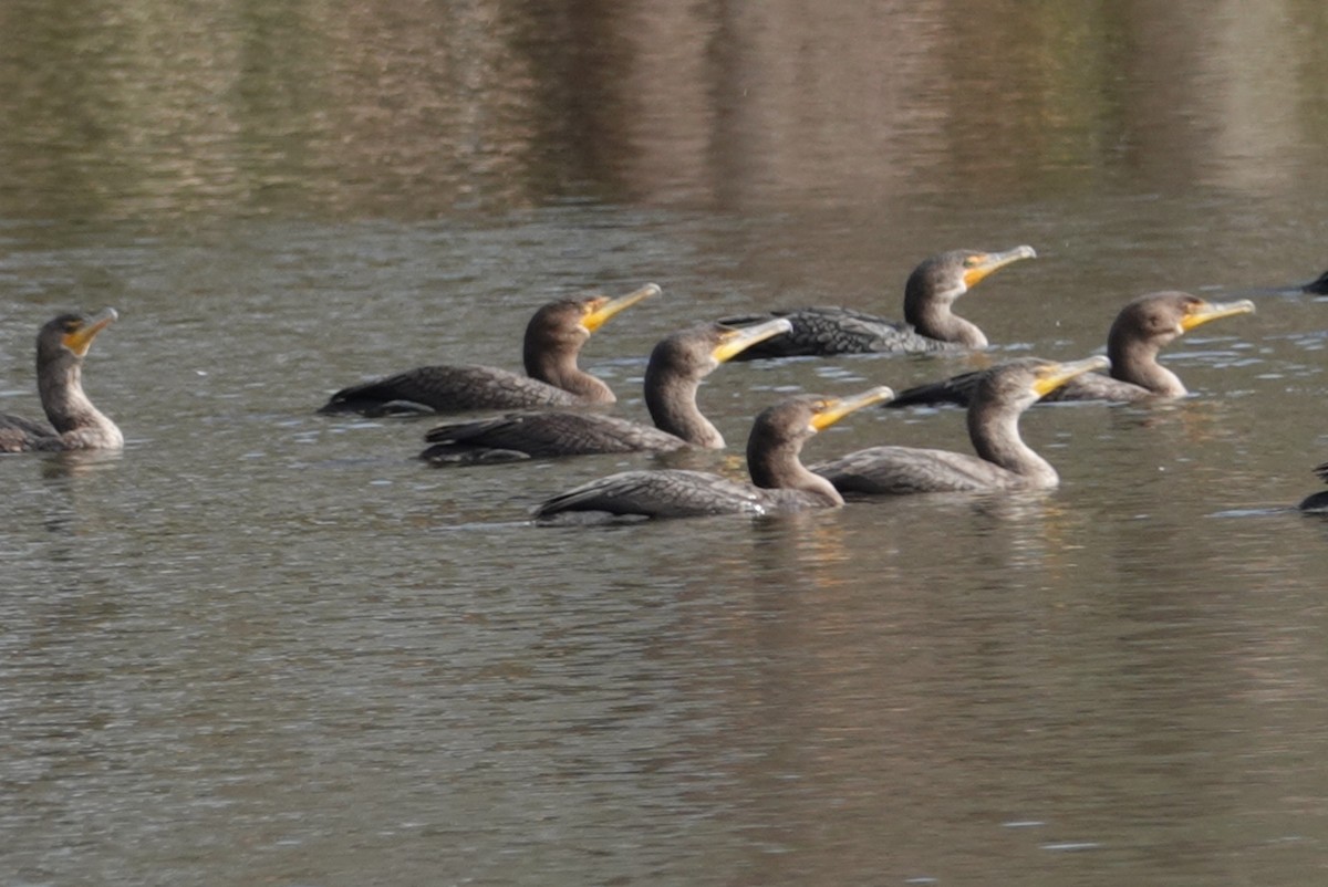 Double-crested Cormorant - deborah grimes