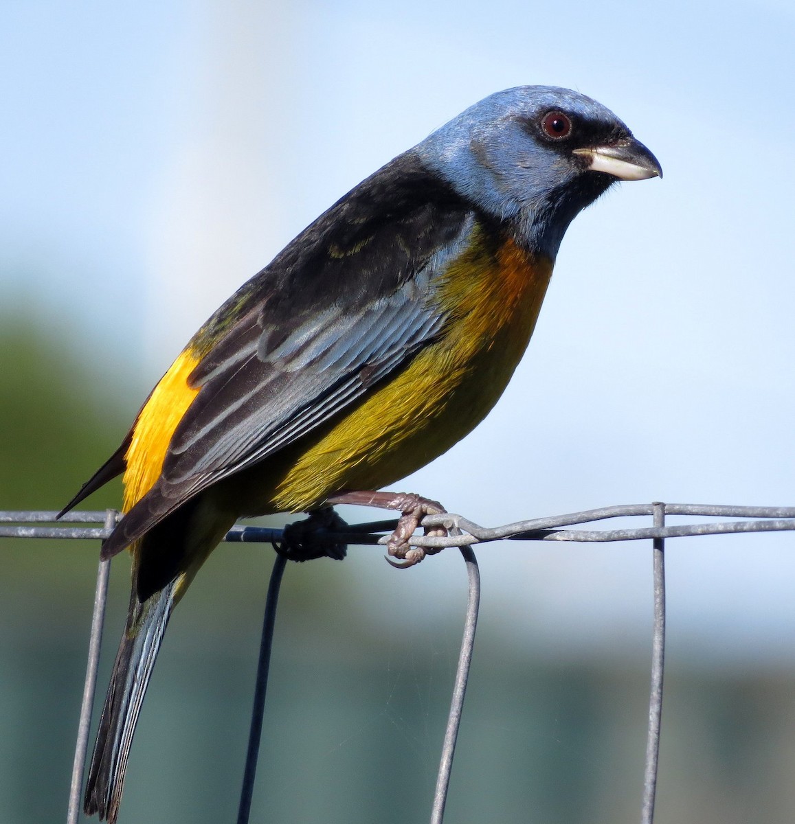 Blue-and-yellow Tanager - ML132730301