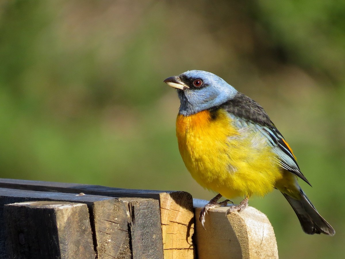 Blue-and-yellow Tanager - ML132731141