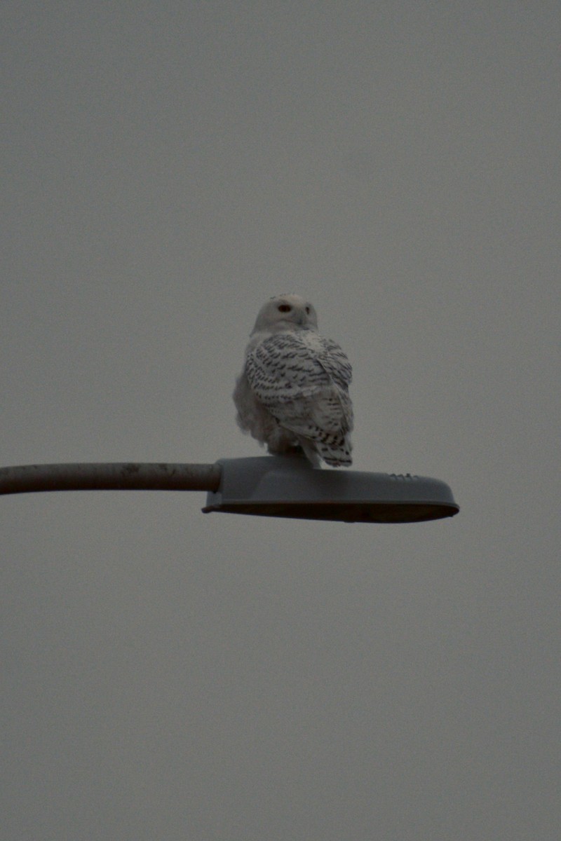 Snowy Owl - ML132731331