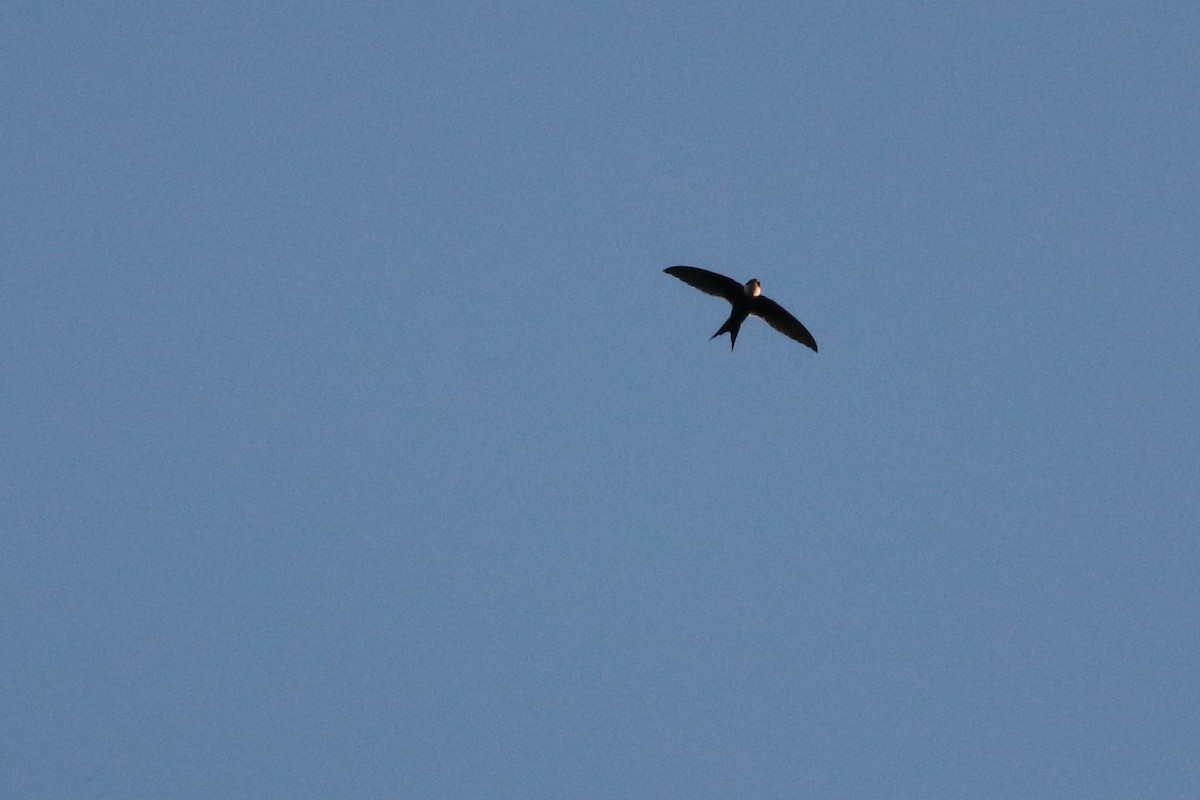 Lesser Swallow-tailed Swift - Brendan  Fogarty