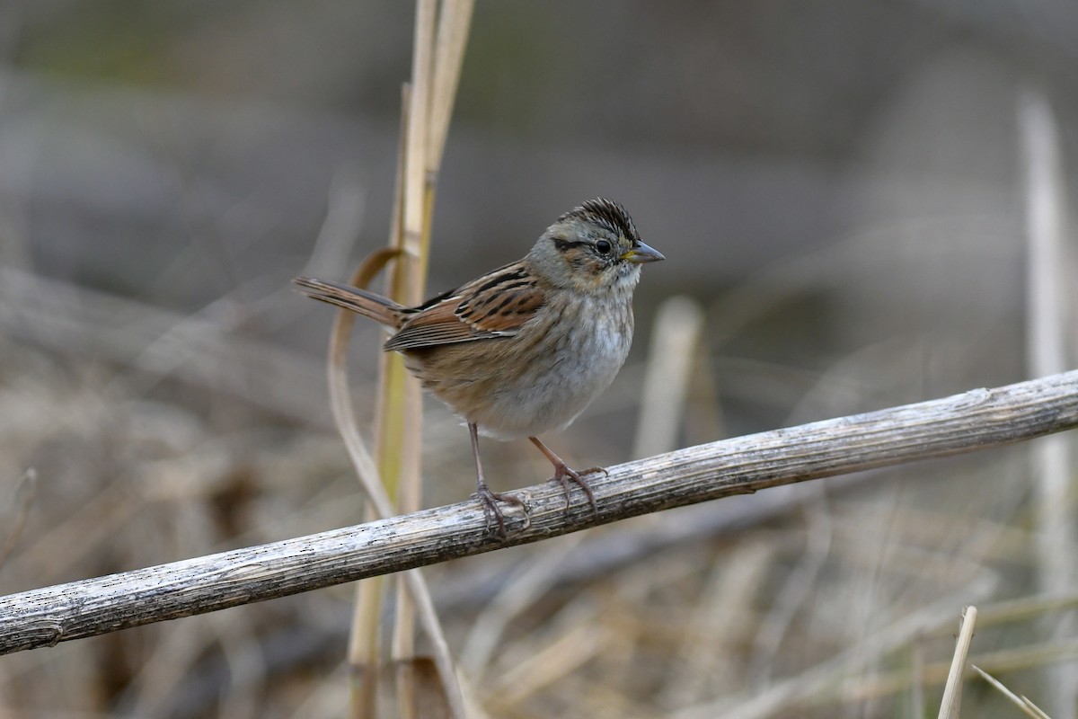 Swamp Sparrow - Mike Charest