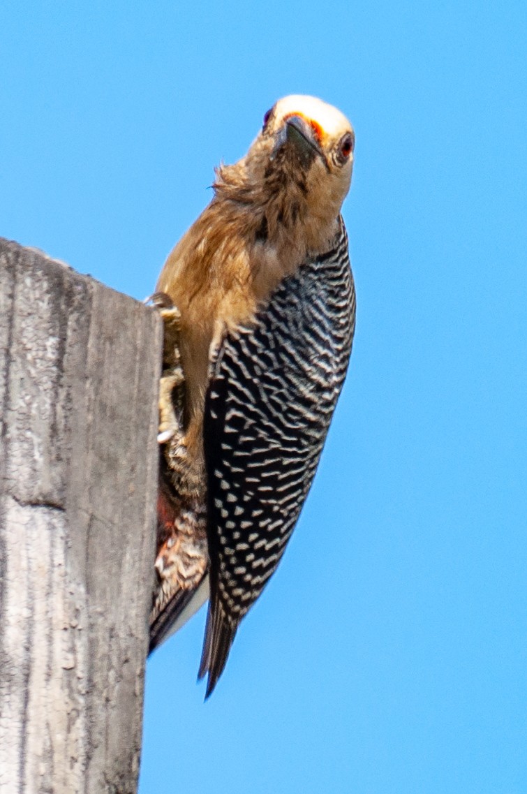 Golden-fronted Woodpecker - James Hoagland